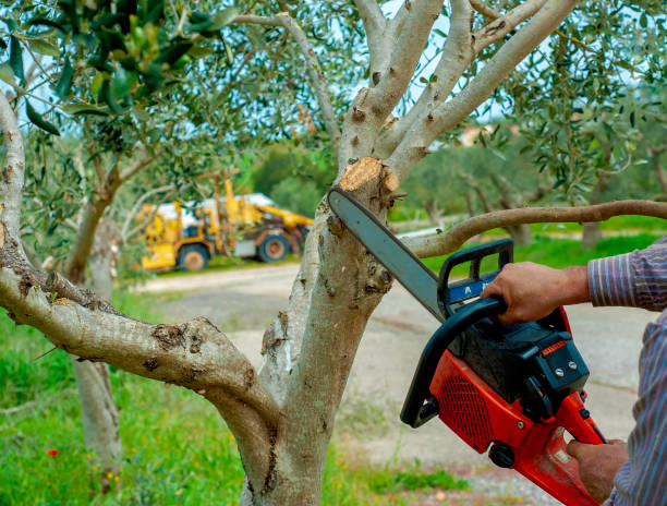 Tree pruning Belleville IL Tree Removal in Edwardsville IL